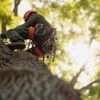 Tames Tree Services & Landscaping gallery