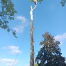 Mikes Tree Service - Tree Service