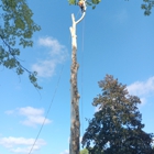 Mikes Tree Service