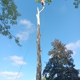 Mikes Tree Service