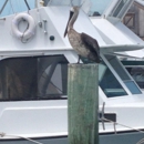 Conch Harbor Marina - Marinas