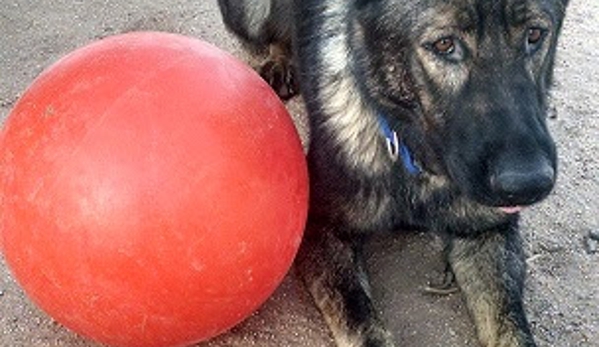 Kennel Comfort Pet Motel and Dog Training Tucson - Tucson, AZ