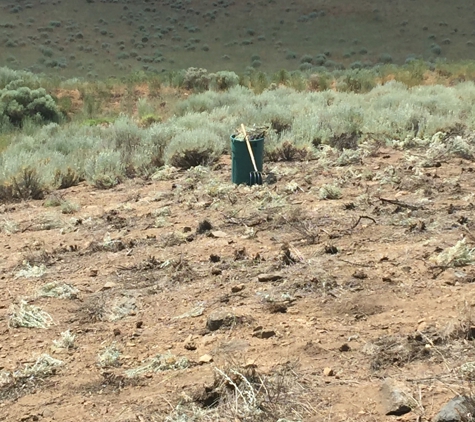 Russell's Artistry in Trees - Reno, NV. Add a Caption (optional)Defensible space clearing