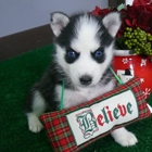 Available Siberian Husky Puppies
