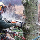 tree-removal-dfw.com - Tree Service