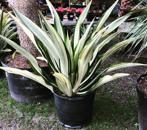 Unique Plants and Palms - Jacksonville, FL