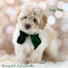 Springdale Labradoodles of Greensboro North Carolina gallery