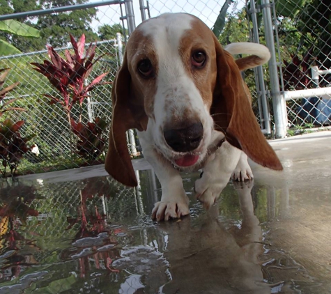 Tails-A-Waggin Animal Hospital - Fort Myers, FL