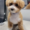 Goldiris Mobile Pet Grooming gallery