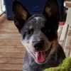 Horizon Heelers gallery