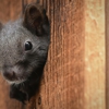 Terry's Pest Control Services gallery