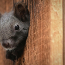 Terry's Pest Control Services - Pest Control Equipment & Supplies