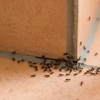 Tri-County Pest Control gallery