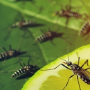 Mountain Man Pest Control - Pest Control Equipment & Supplies