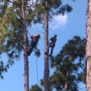 Above All Else Tree Service - Tree Service