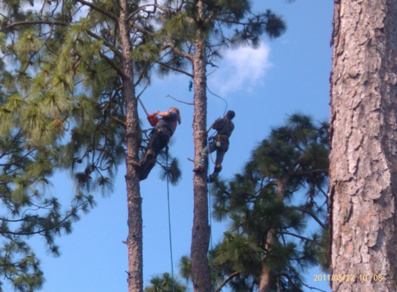 Above All Else Tree Service - Kingsland, GA