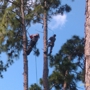 Above All Else Tree Service