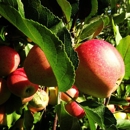 Carter Hill Orchard - Orchards