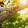 Ross Tree Company gallery