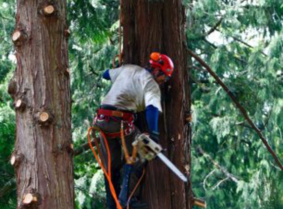 Arbormagic Tree Services - Kirkland, WA