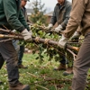 Timber Tides Tree Service LLC gallery