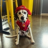 Crate Escapes Dog Park + Bar gallery