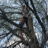 Apex Tree Service gallery