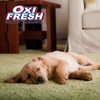 Oxi Fresh Of St. Joseph Carpet Cleaning gallery
