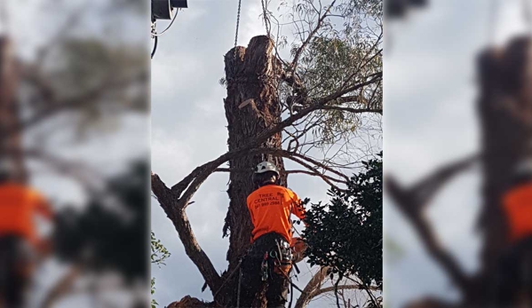 Tree Central - Ourimbah, NSW. We Guarantee An Efficient And Reliable Service Every Time