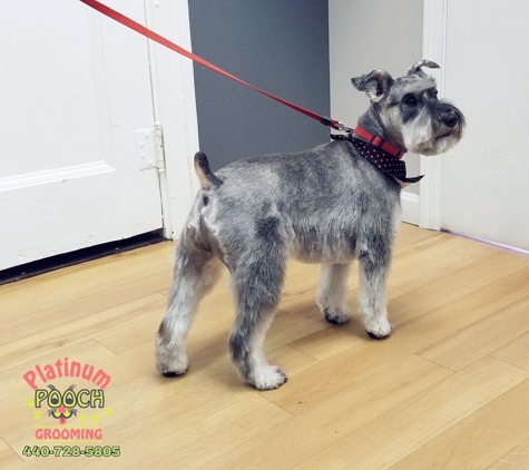 Platinum Pooch Grooming - Cleveland, OH. #BOSE #MiniatureSchnauzer
#ClevelandGrooming #OhioGroomer 
#PlatinumPoochGrooming #WeLoveDirtyPoochies 
#DogGrooming 
#PetGrooming #ClevelandGrooming 
#CatGrooming #DogGroomer #DogHairCut #AnimalLovers #DogHairStyle #OldBrooklynPetGrooming
Contact us 
440-728-5805
www.platinumpoochcle.com