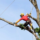 Alex's Tree Services