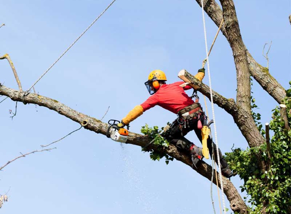 Alex's Tree Services