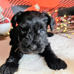 A'Lord Miniature Schnauzer - Athens, AL