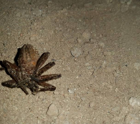 North Sydney Pest Management