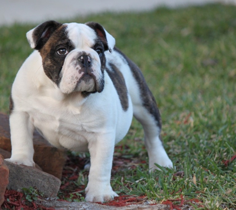 ROCKSOLIDBULLDOGS - Cypress, TX