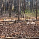 Trail & Earth - Arborists