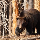 Jackson Hole Grand Expeditions