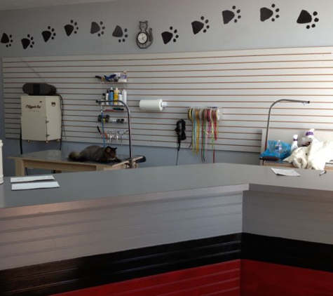 All Paws Pet Grooming - Cleveland, OH