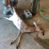 Tucker's Deer Processing gallery