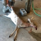 Tucker's Deer Processing