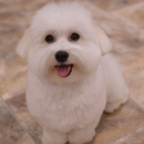 Shear Quality Pet Grooming - Pet Services