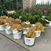 Sewickley Creek Greenhouse gallery