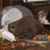 Go2-Pros Pest Control gallery
