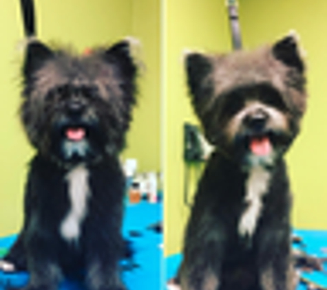 paradise pets grooming and daycare - tarzana, CA