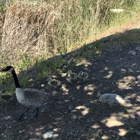 Los Gatos Creek Park