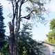 Heights Tree Service