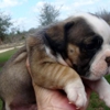 English Bulldog Puppies Online gallery