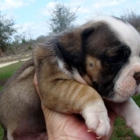 English Bulldog Puppies Online