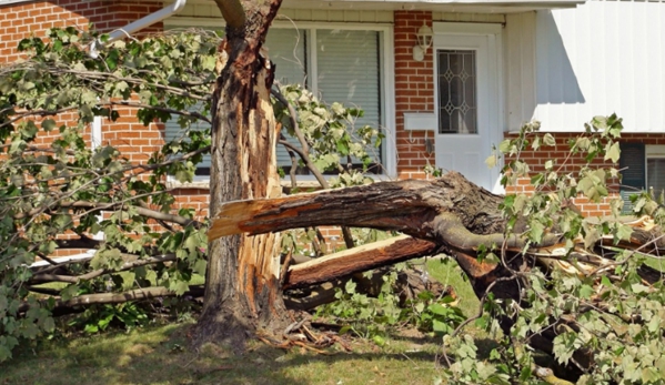 Seattle City Tree Service - Seattle, WA