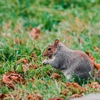 SlethReptiles Animal & Wildlife Removal gallery